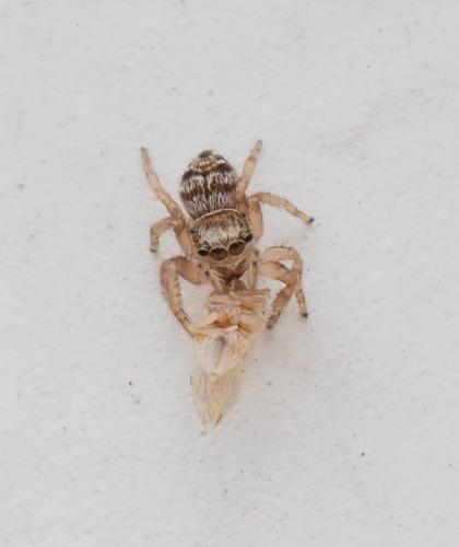 Evarcha sp.